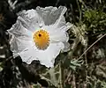 crinkly white petals