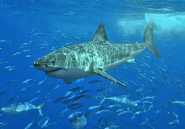 A great white shark swimming a few meters below the surface, above a school of much smaller fish.