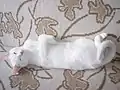 Relaxing cat