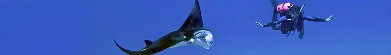 Scuba diver swimming with manta