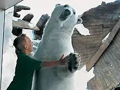 A Polar bear interacting with visitor