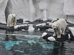 Polar bears