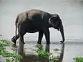 Wild Asian elephant, can be seen in the hilly forests of Rangamati