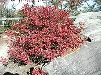 Wild blueberry in autumn foliage, Pilot Mountain, North Carolina, in October