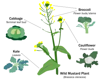 Image 22Selective breeding enlarged desired traits of the wild cabbage plant (Brassica oleracea) over hundreds of years, resulting in dozens of today's agricultural crops. Cabbage, kale, broccoli, and cauliflower are all cultivars of this plant. (from Plant breeding)