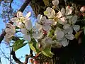 Close-up on flowers of  Pyrus pyraster