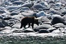 A bear walks by the surf on Shiretoko Peninsula