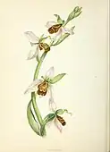 A bee orchid by Anne Pratt.