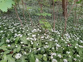 Wild garlic