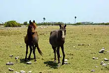 Feral ponies