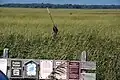 Wild rice harvest on Mud Lake