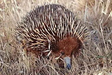 Image 14Short-beaked EchidnaPhoto credit: Fir0002The Short-beaked Echidna (Tachyglossus aculeatus), also known as the Spiny Anteater because of its diet of ants and termites, is one of four living species of echidna. The species is found throughout Australia, where it is the most widespread native mammal, and in coastal and highland regions of southwestern New Guinea.More selected pictures