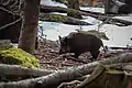 Wild boar