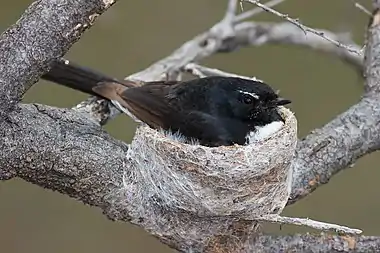 Image 30Willie WagtailPhoto: Fir0002A female Willie Wagtail (Rhipidura leucophrys), a passerine bird native to Australasia. The Willie Wagtail is a common and familiar bird throughout much of its range. Males and females are coloured with almost entirely black upperparts and white underparts. The common name is derived from its habit of wagging its tail horizontally when foraging on the ground.More selected pictures