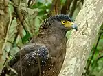 Crested serpent eagle