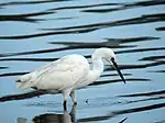 Cattle egret