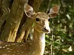 Sri Lankan axis deer