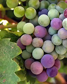 Image 35Wine grapes from the Guadalupe Valley in Ensenada, Baja California, Mexico (from Winemaking)