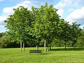 Trees at Winnersh Meadows