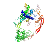 Crystal structure of Wnt8 bound to the Frizzled8 cysteine rich domain. Wnt resembles a hand that is "pinching" Frizzled with it's thumb and forefinger.