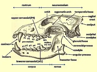 Image 45Diagram of a wolf skull with key features labelled. (from Domestication of the dog)