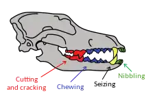 Nibbling by the incisors at the front of the mouth, next the canines for seizing, next the premolars for chewing, next the carnassials and molars for cutting and cracking