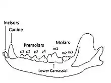 Image 28Wolf mandible diagram showing the names and positions of the teeth. (from Dog anatomy)