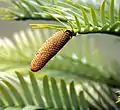 Young W. nobilis pollen cone