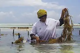 The farmers have a lot of problems due to climate change. Two decades ago, 450 seaweed farmers roamed Paje. Now, only about 150 farmers remain.