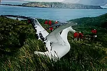 Image 51A wandering albatross (Diomedea exulans) on South Georgia (from Southern Ocean)