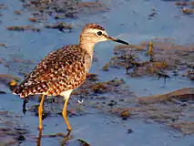 Wood sandpiper Mangaon, Maharashtra, India