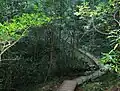 The "woodcutters path" through the indigenous forests in Newlands