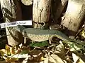 Smooth newt, one of a series of painted wooden animals on a children's nature trail