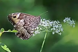 female