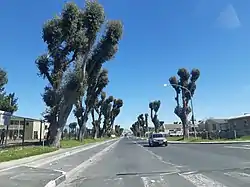 A view down Mitchell Avenue in Woodlands.