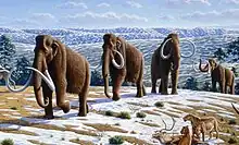 Woolly mammoths vanished after humans invaded their habitat in Eurasia and N. America.