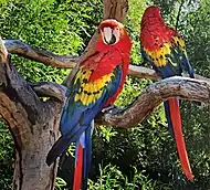 Macaws