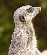 Meerkat