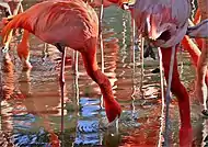 Flamingos