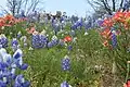 Paintbrushes and Bluebonnets in Burnet County