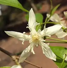 Wrightia tinctoria