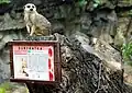 A meerkat in Wrocław Zoo