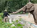 Indian elephant