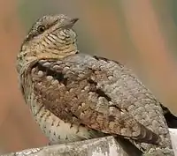 Wryneck, Village, Behlolpur, district Mohali, Punjab, India