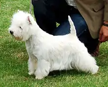 A white terrier photographed from the side, it has longer hair than normal which reaches down nearly as far as its feet, the hair on its head is puffed up.