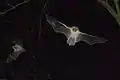 Example - Natterer's bat (Myotis nattereri)