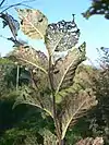 Skeletonized leaves of parasitized elm