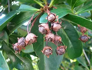 Fruit, almost ready to split open