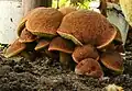 Hortiboletus engelii