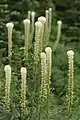 Bear grass (Xerophyllum tenax)